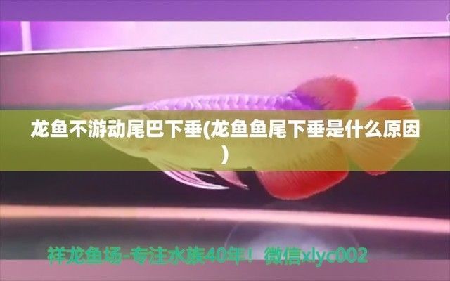 龍魚趴缸底的最佳治療和魚尾下垂是什么原因造成的（如何判斷龍魚趴缸底的問題）