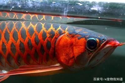 金龍魚長到40厘米多長時間能長大時間長大：金龍魚長到40厘米多長時間能長大呢？