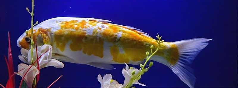 龍魚能認出主人的聲音嗎？ 龍魚能認出主人的聲音嗎？ 龍魚百科 第3張