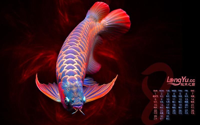 龍魚背景圖片大全高清可愛壁紙