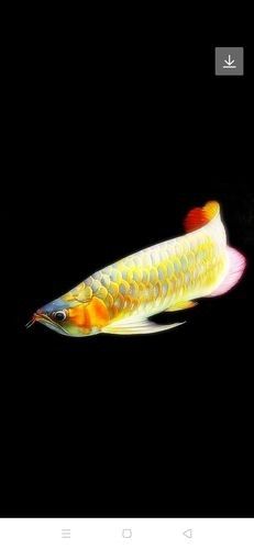 龍魚背景圖片大全高清可愛壁紙