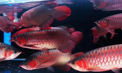 祥龍魚場官方微信公眾號(祥龍魚場官方微信公眾號獲取最前沿的信息和服務(wù)) 龍魚百科 第2張 祥龍魚場官方微信公眾號(祥龍魚場官方微信公眾號獲取最前沿的信息和服務(wù)) 祥龍魚場官方微信公眾號(祥龍魚場官方微信公眾號獲取最前沿的信息和服務(wù)) 龍魚百科 第2張