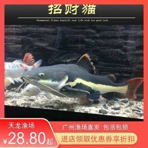 紅龍魚十大漁場排名第幾， 紅龍魚十大漁場排名第幾， 龍魚百科 第3張