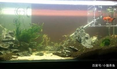 龍魚缸需要爆氧嗎：如何判斷龍魚是否缺氧 龍魚缸需要爆氧嗎：如何判斷龍魚是否缺氧 龍魚百科 第1張