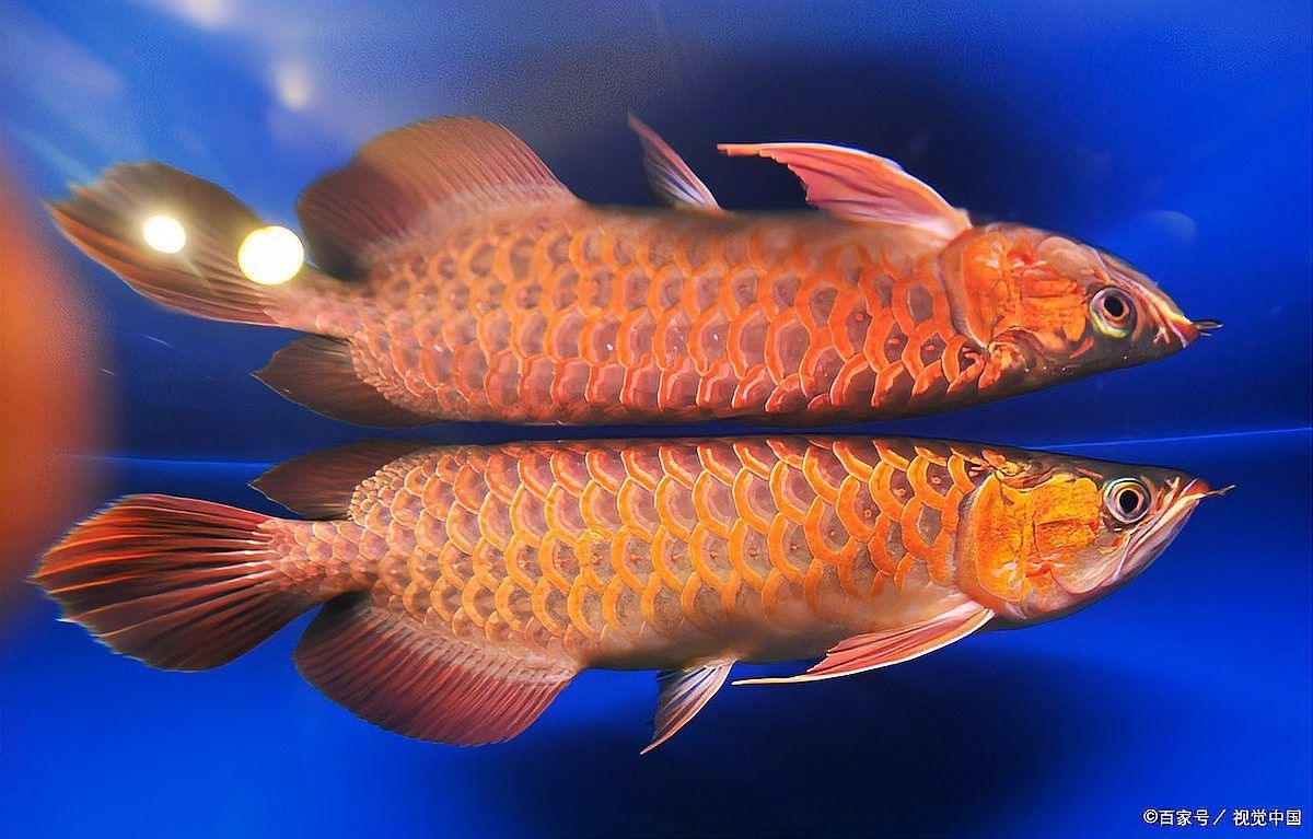 龍魚的水溫一般是在多少度養殖的魚