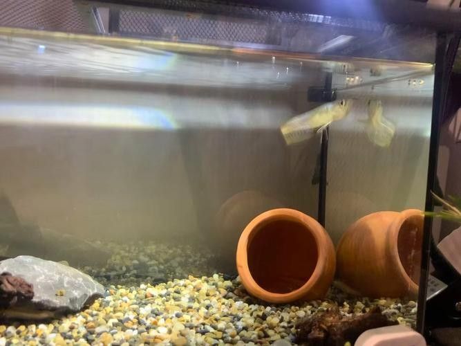 銀龍魚魚缸造景圖