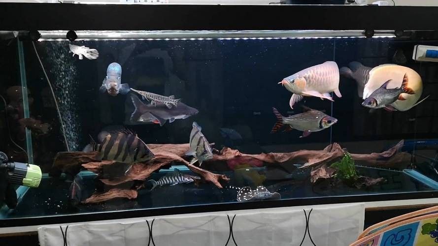 銀龍魚魚缸造景圖