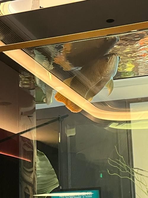 銀龍魚魚缸造景圖