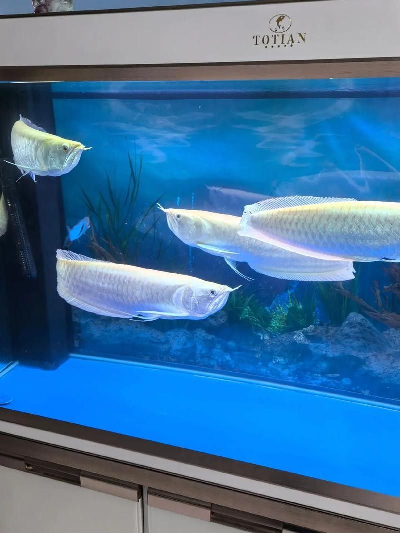 銀龍魚魚缸造景圖