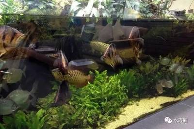 水草缸養龍魚的結果是什么：水草缸養龍魚的結果