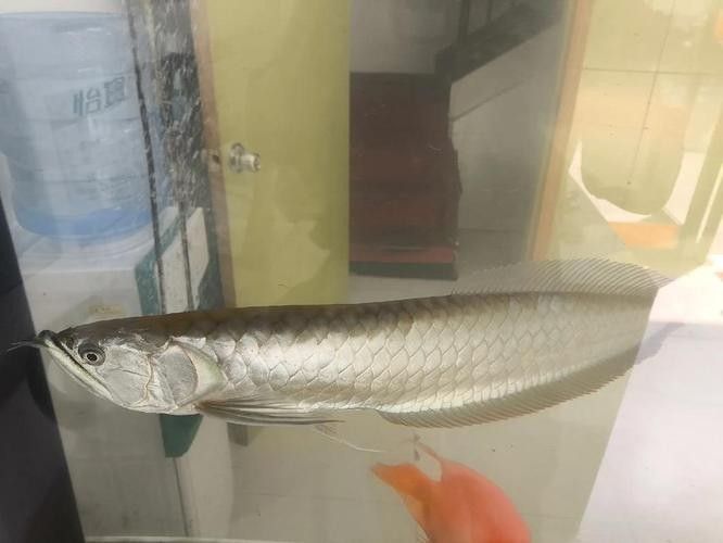 銀龍魚和白化龍魚的區別圖片