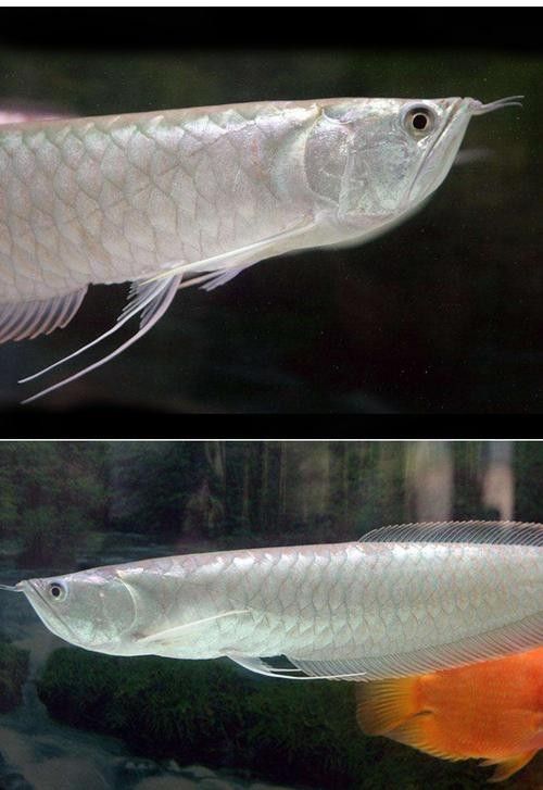 銀龍魚和白化龍魚的區別圖片