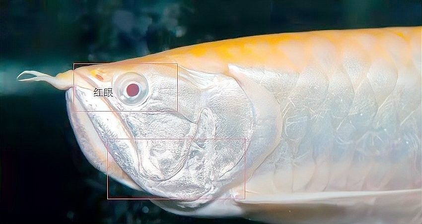 銀龍魚和白化龍魚的區別圖片