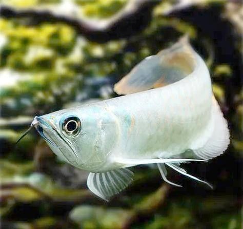 銀龍魚和白化龍魚的區別圖片