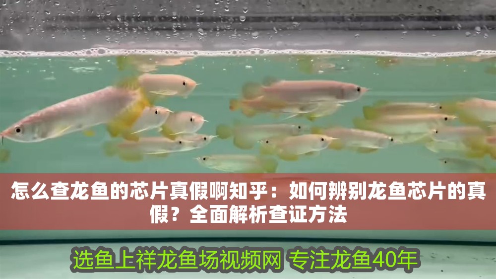 怎么查龍魚的芯片真假啊知乎：如何辨別龍魚芯片的真假？全面解析查證方法 怎么查龍魚的芯片真假啊知乎：如何辨別龍魚芯片的真假？全面解析查證方法 龍魚百科 第1張