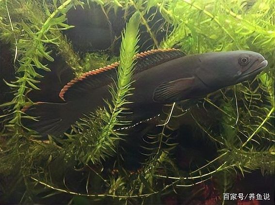 雷龍魚是烏魚嗎