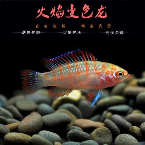 最小恐龍魚長什么樣子
