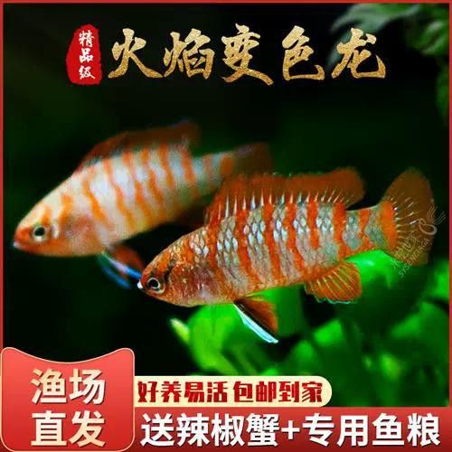 最小恐龍魚長什么樣子