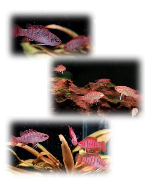 最小恐龍魚長什么樣子