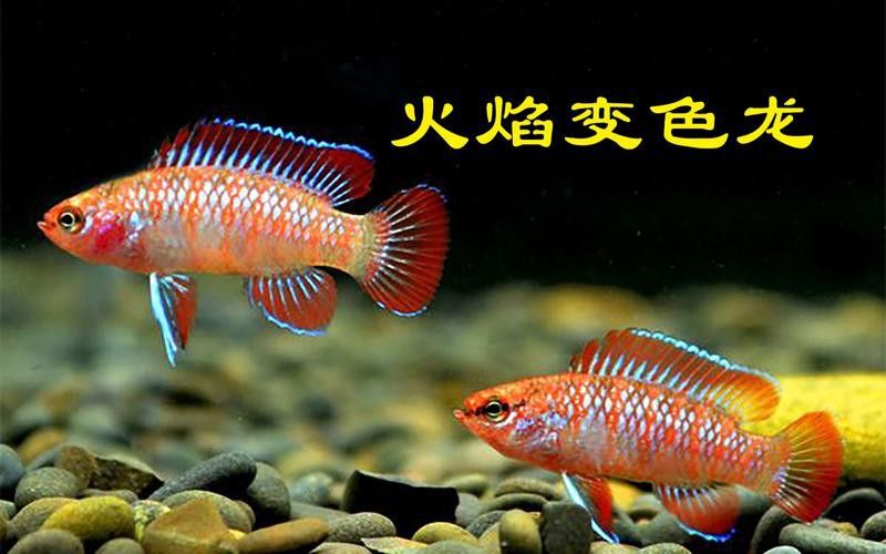 最小恐龍魚長什么樣子