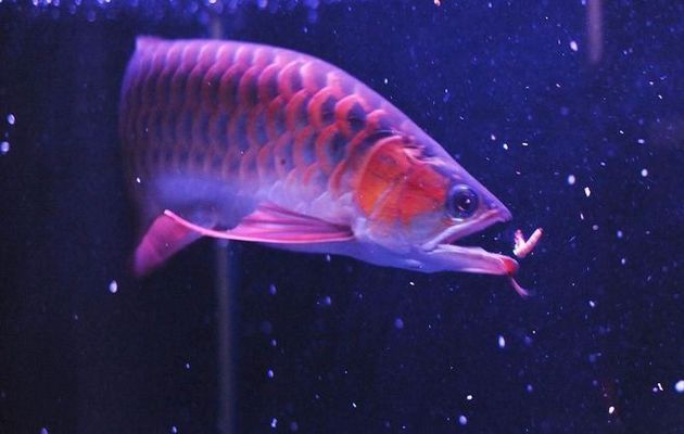 龍魚在哪個國家（亞洲龍魚的原產地主要在東南亞地區）