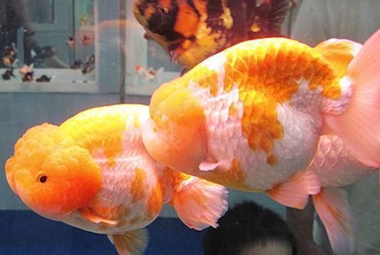 龍魚缸里養什么清潔工最好養：黃金達摩與龍魚混養注意事項