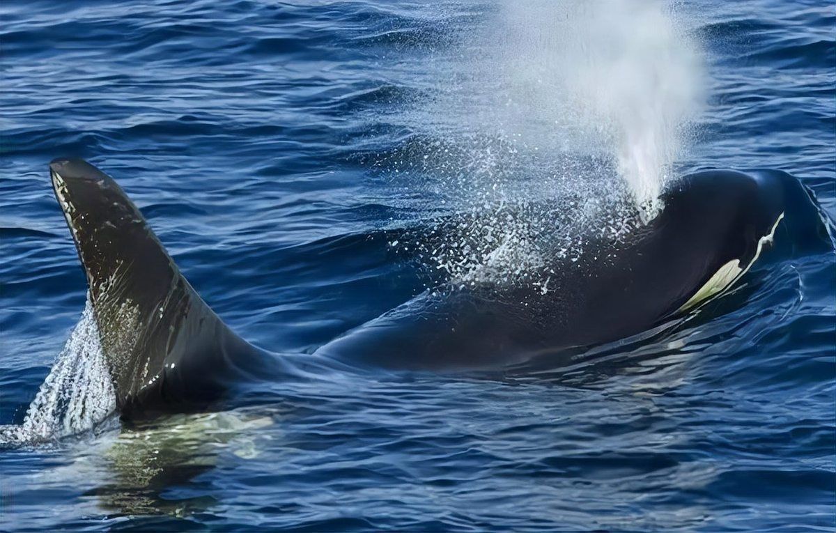 鯨魚用肺呼吸嗎