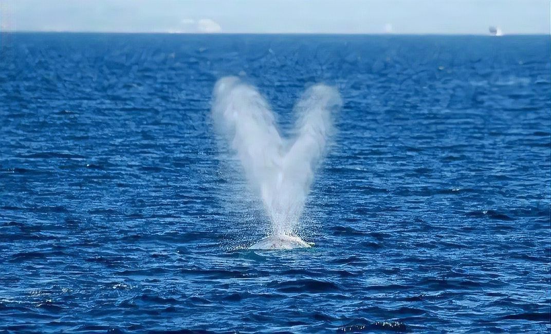 鯨魚用肺呼吸嗎
