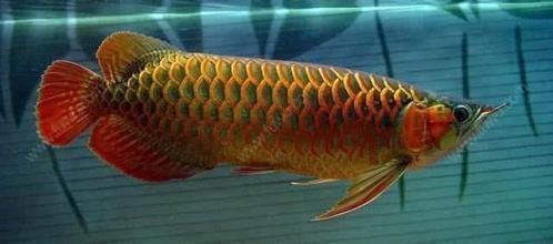 龍魚虎魚一樣大小：龍魚和虎魚一樣大，混養(yǎng)時(shí)虎魚的體長(zhǎng)是龍魚的五分之一嗎？