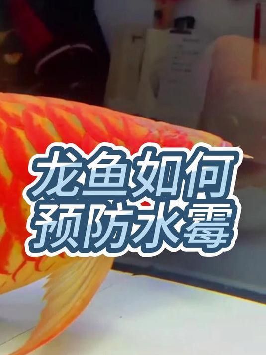 如何預防龍魚的水霉病？ 如何預防龍魚的水霉病？ 龍魚百科 第1張