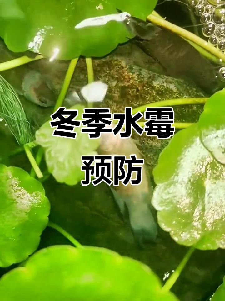 如何預防龍魚的水霉病？ 如何預防龍魚的水霉病？ 龍魚百科 第4張