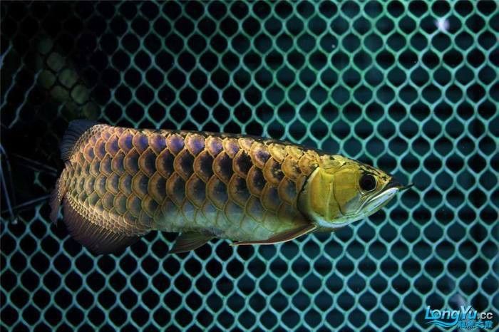 金龍魚多大需要換到黑缸？