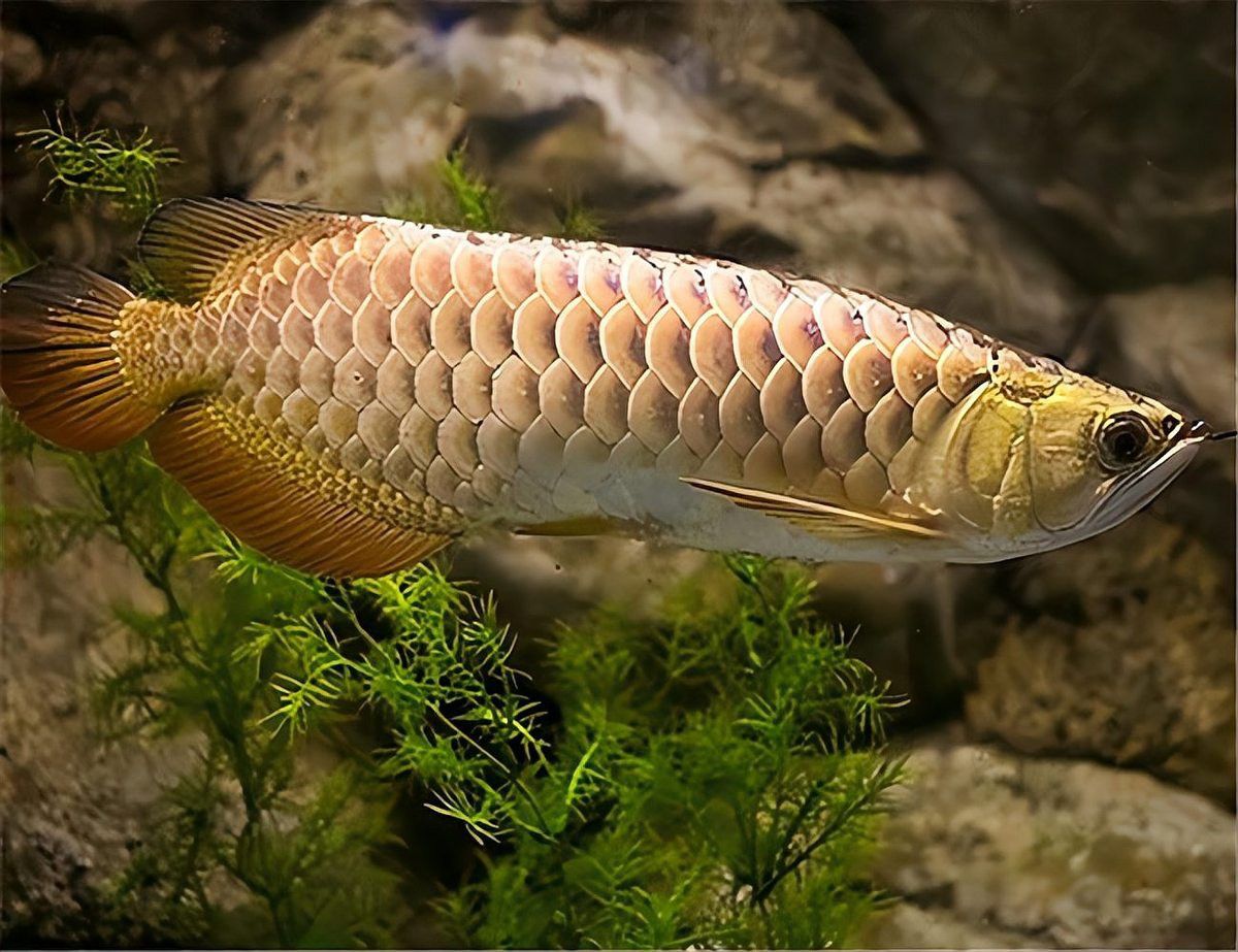 金龍魚多大需要換到黑缸？