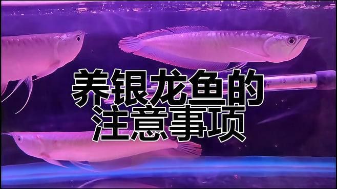 漂亮的銀龍魚怎么養