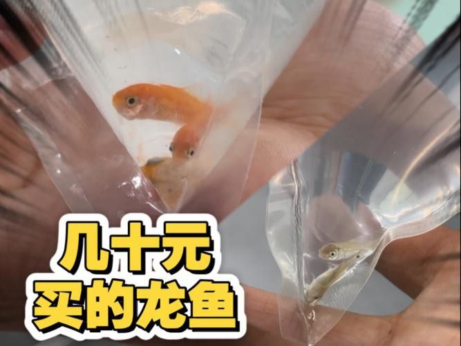 金龍魚苗有幾百元的嗎