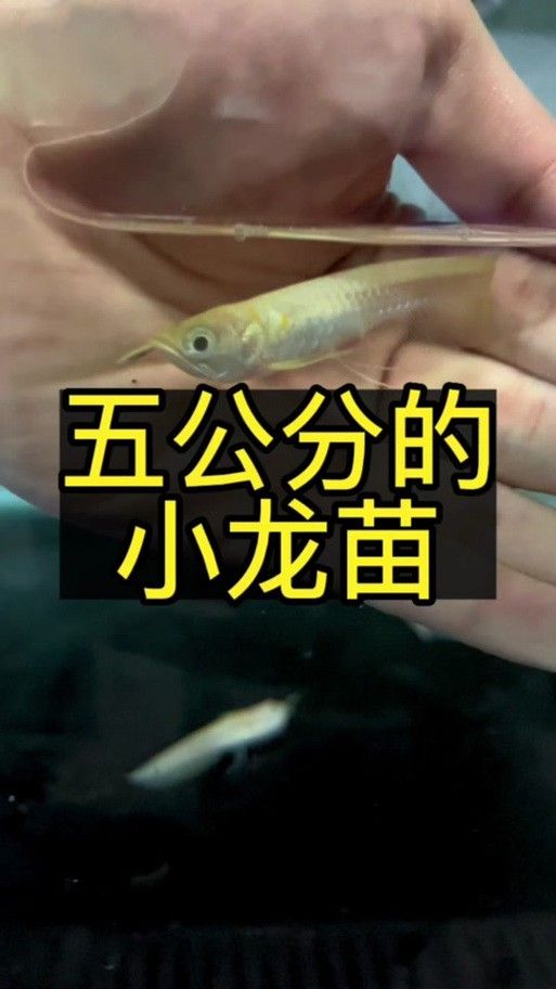 金龍魚苗有幾百元的嗎