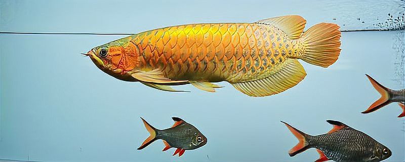 金龍魚苗有幾百元的嗎
