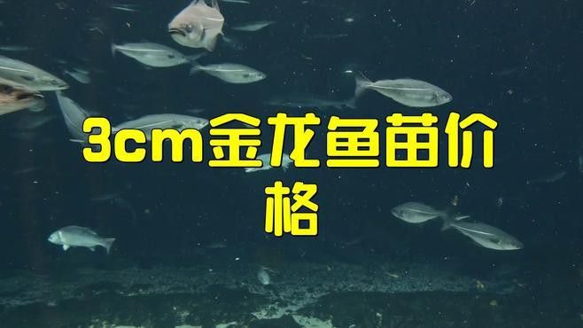金龍魚苗有幾百元的嗎