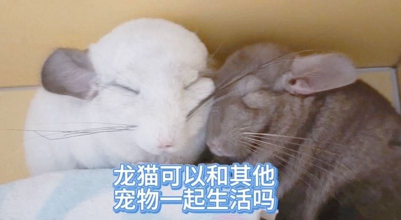 龍貓混養需要定期清潔嗎？