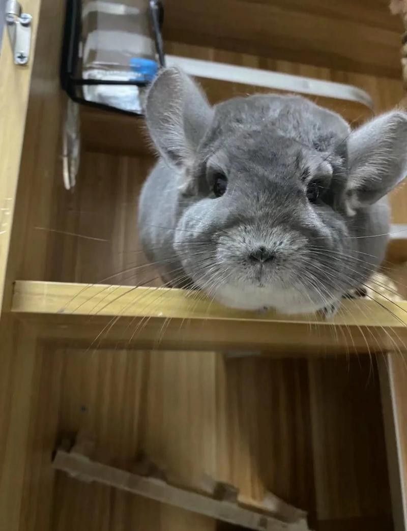 龍貓混養需要定期清潔嗎？