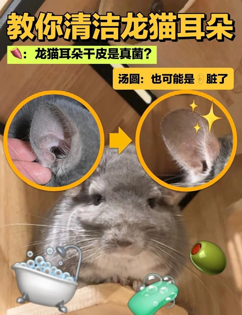 龍貓混養需要定期清潔嗎？