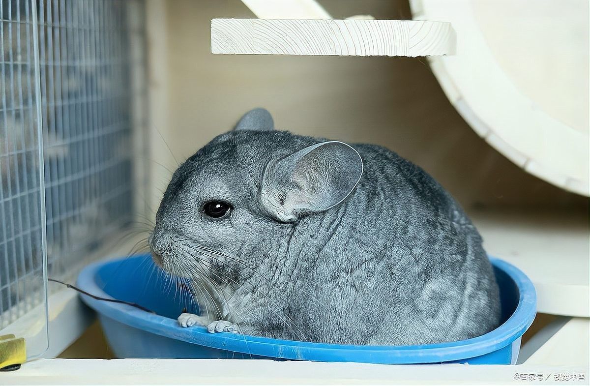 龍貓混養需要定期清潔嗎？