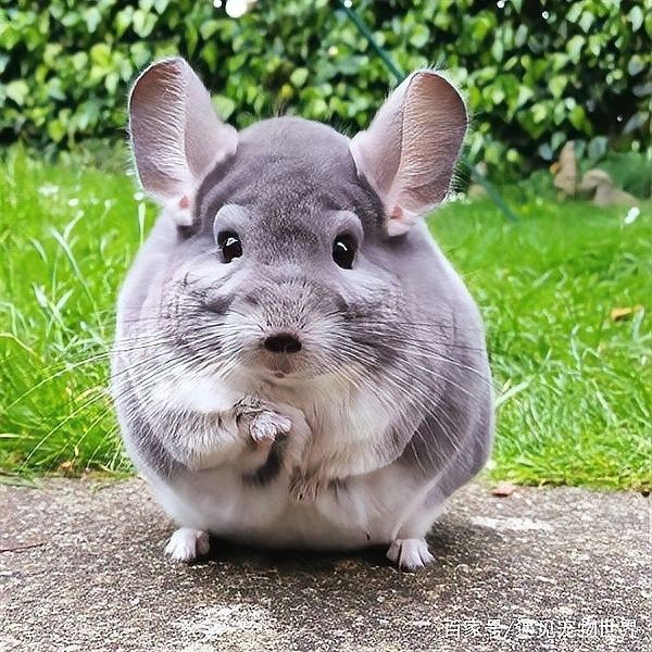 龍貓伴侶需要多長時間適應？