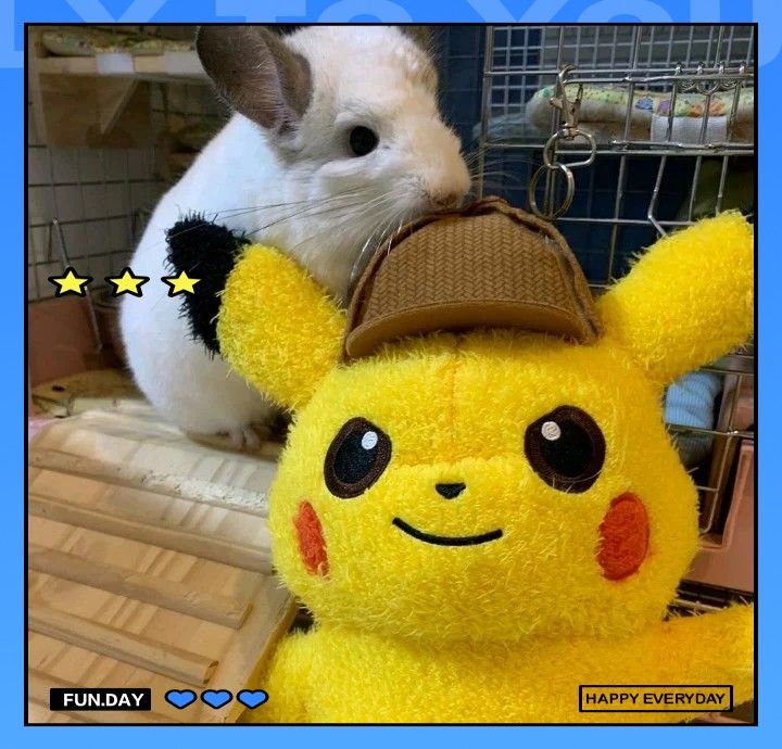 龍貓伴侶需要多長時間適應？