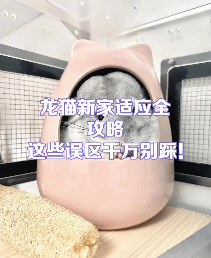 龍貓伴侶需要多長時間適應？