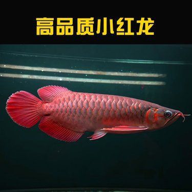 龍魚在哪里買便宜 龍魚在哪里買便宜 龍魚百科 第6張