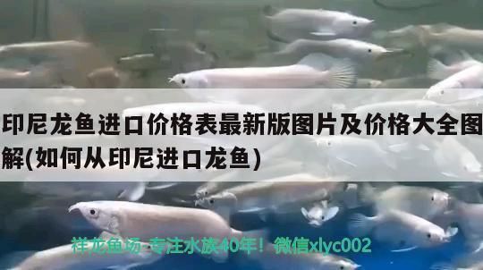 龍魚在印尼多少錢一只啊：印尼龍魚價格波動原因，印尼龍魚養殖技術要點
