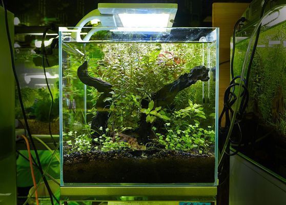 龍魚在印尼多少錢一只啊：印尼龍魚價格波動原因，印尼龍魚養殖技術要點