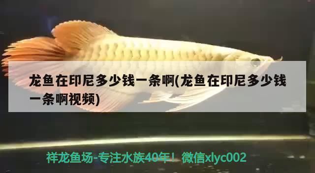 龍魚在印尼多少錢一只啊：印尼龍魚價格波動原因，印尼龍魚養殖技術要點