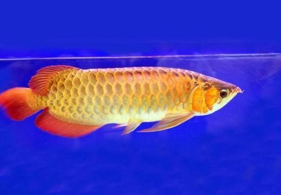 龍魚飼養手冊電子書：有聲書:龍魚飼養手冊